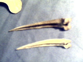 boneawls.jpg